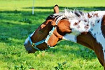 horse, ride, reiter