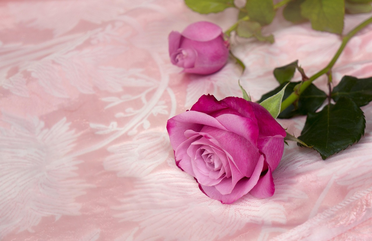 Feel Rose Nature Free photo on Pixabay Pixabay