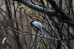 animal, forest, wood