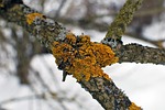 branch, lichen, nature