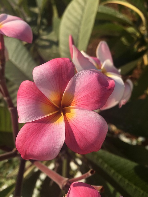 Blume, Natur, Pflanze, Tropisch, Garten