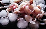 wallpaper, food, fish