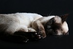 mammal, cute, cat