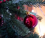 christmas, winter, pinus