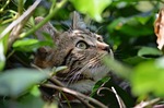 nature, cute, animal