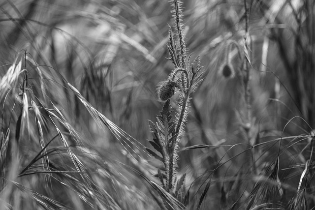 Natuur, Plant, Seizoen, Achtergrond
