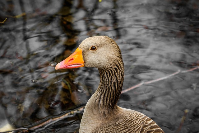 Natuur, Vogel, Dieren In Het Wild, Eend
