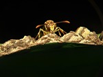 wasp, paper, hornet