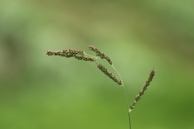 Natur, Draußen, Gras, Blatt, Wachstum