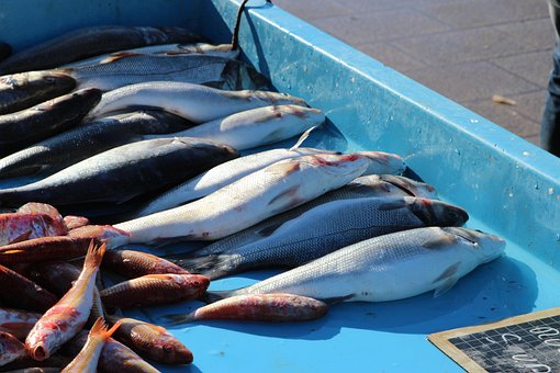 Free Fish Fruits Of The Sea photo and picture