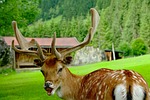 nature, animal, mammal