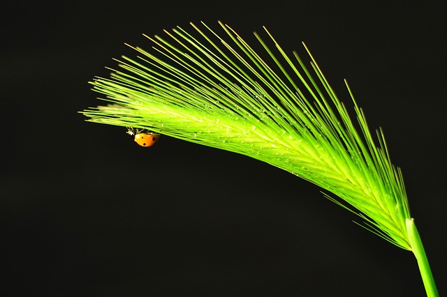 Natur, Blatt, Keine Person, Wachstum