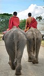 thai, elephants, going
