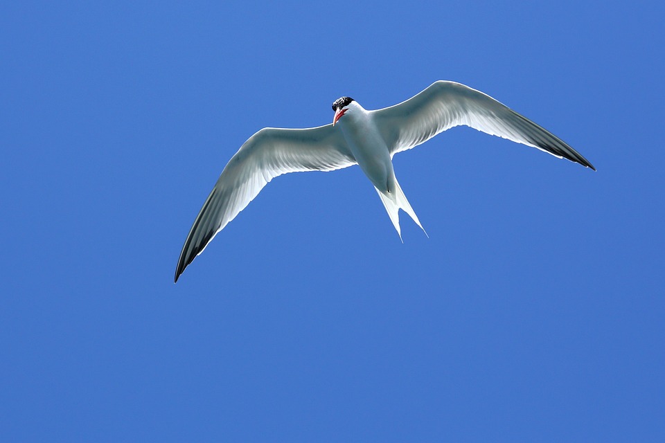 Burung Camar Seagull Dalam Foto Gratis Di Pixabay