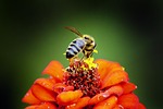 nature, insect, bee