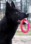 black german shepherd, dog, portrait