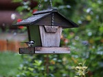 bird feeder, chickadee, bird
