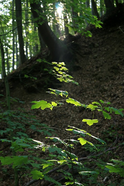 Free Wood Nature photo and picture