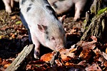 pot bellied pig, pig, piglet