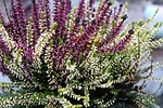 heather, nature, plant