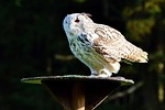 animal, nature, barn owl