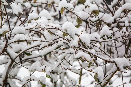 Træ, Vinter, Sæson, Natur, Filial, Frost