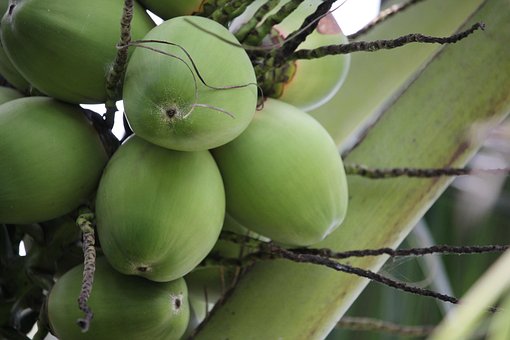 10 多张免费的“Coconut Grove”和“椰林”照片 - Pixabay