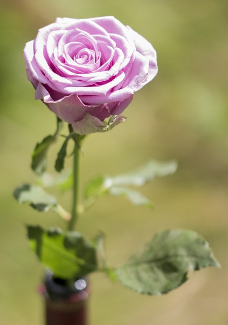 Free Flower Rose photo and picture