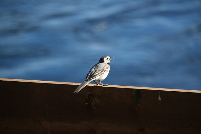 Free Bird Outdoors photo and picture