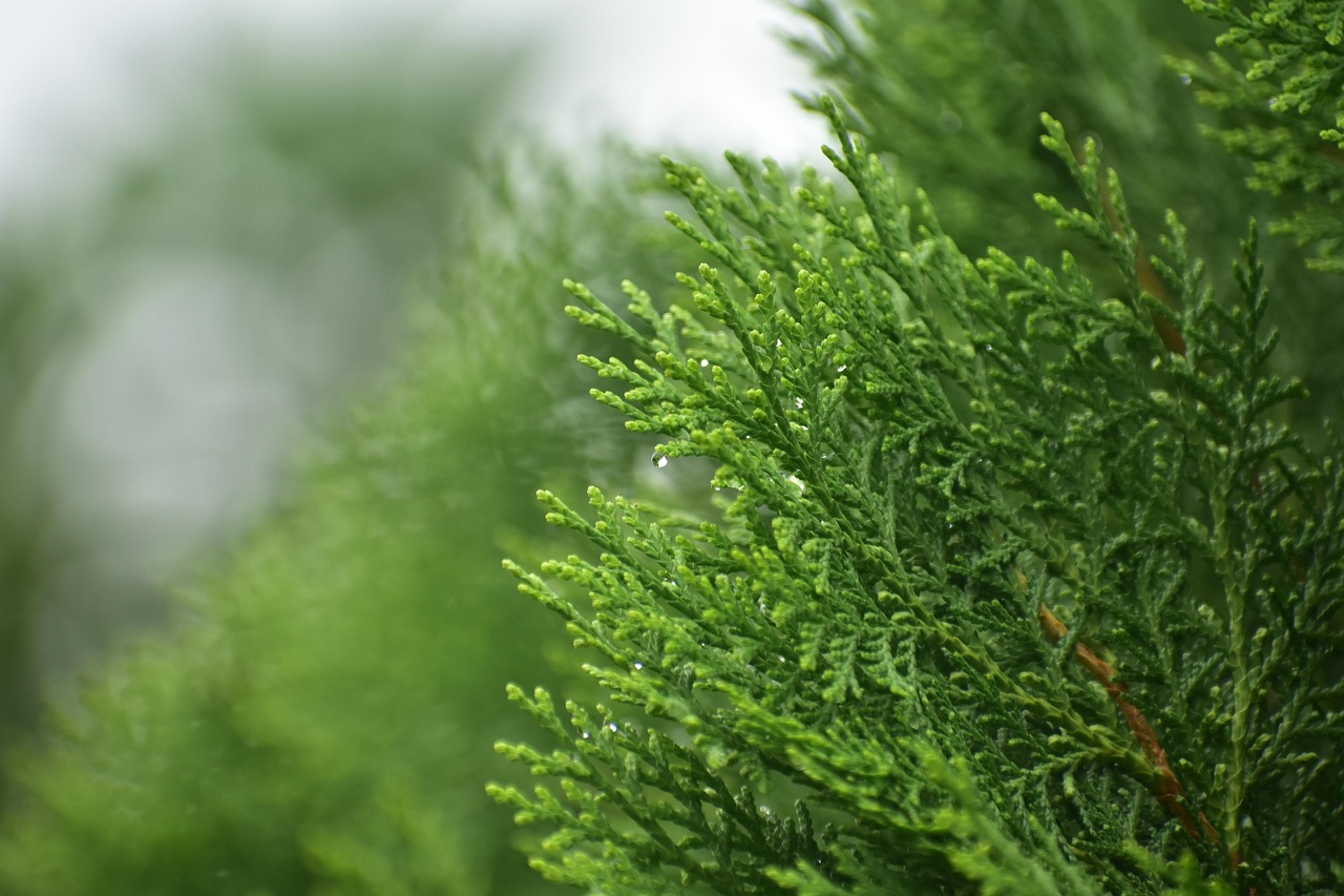 Foggy Pine Spruce Free photo on Pixabay Pixabay