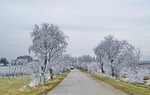 rime, winter landscape, dérlepte vegetation