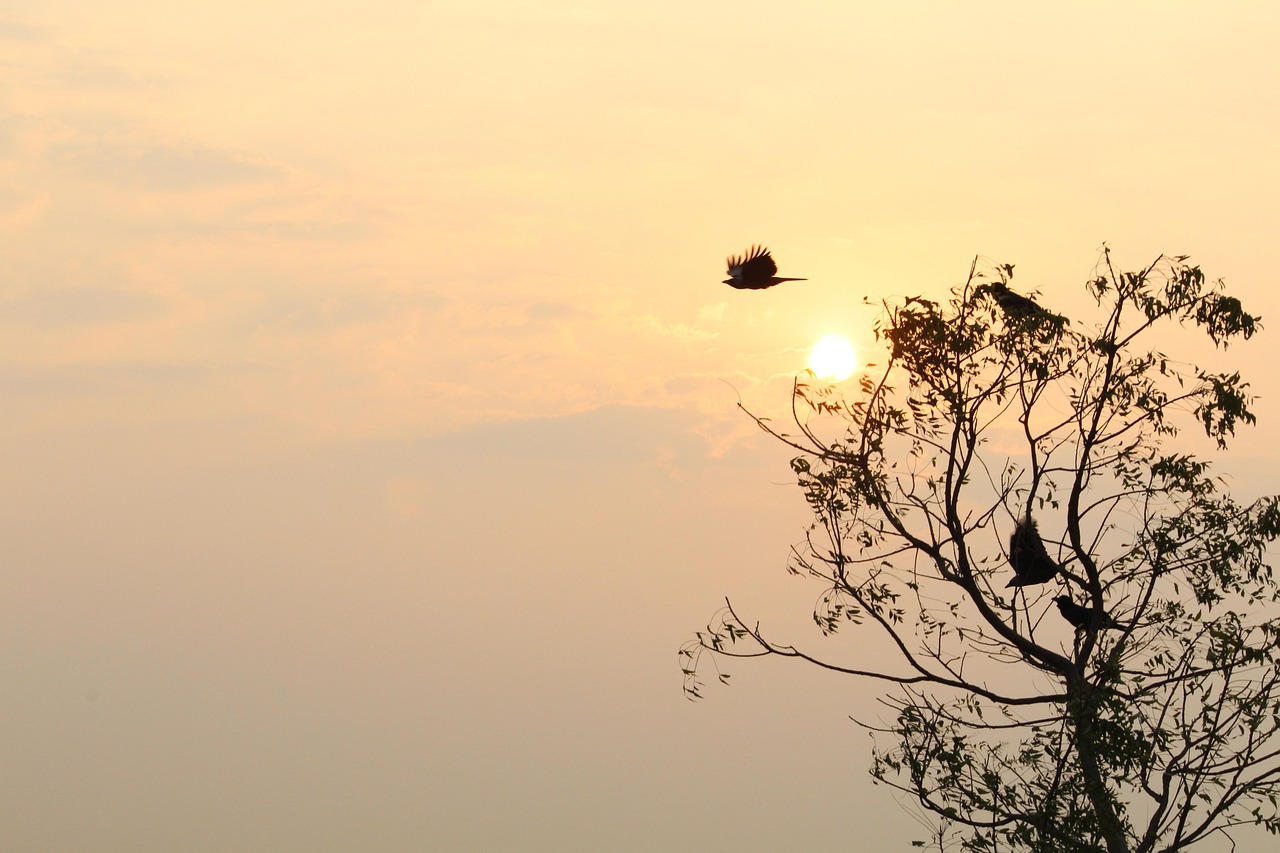 Download free HD stock image of Nature Tree Free Nature Tree photo and picture