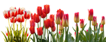tulip, spring, nature