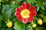 dahlia, flower, fetal