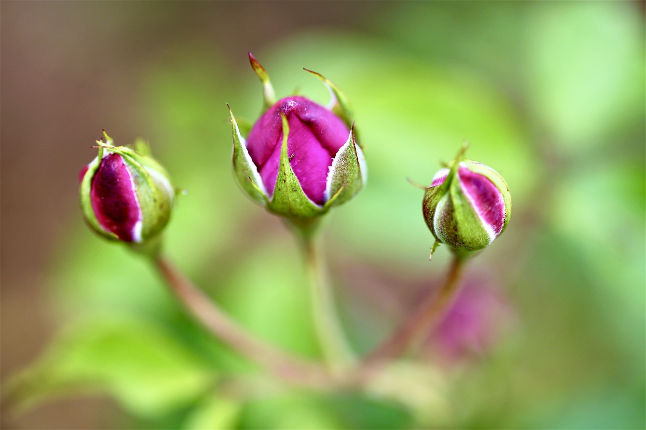 Rose Blume Blütenknospe
