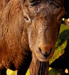 capricorn, male, imposing