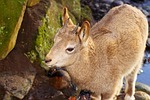 capricorn, young animal, nature