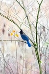 nature, bird, outdoors
