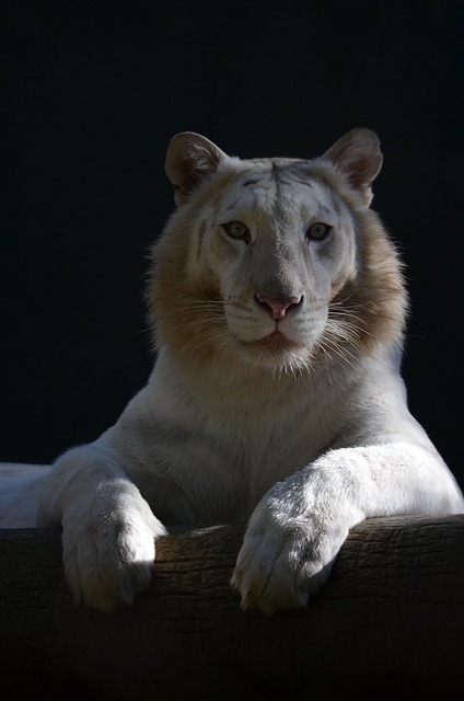 Pattedyr, Dyr, Ingen Person, Tiger