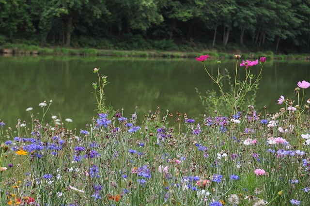 Free Nature Meadows photo and picture
