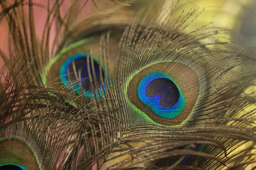 Pluma, Pavão, Pássaro, Padronizar, Cor