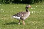 goose, expensive, natural