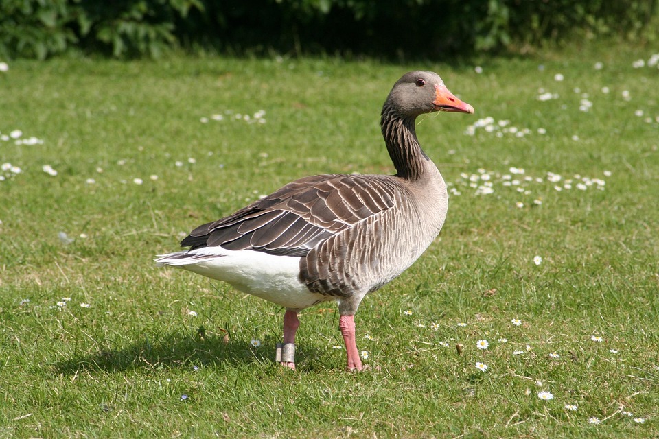 goose expensive natural free photo on pixabay
