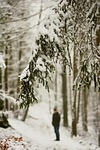 winter, snow, snowy