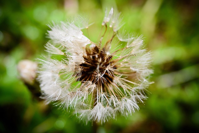 Free Macro Shooting Flower Pictures photo and picture