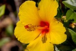 hibiscus, yellow flower, flowers