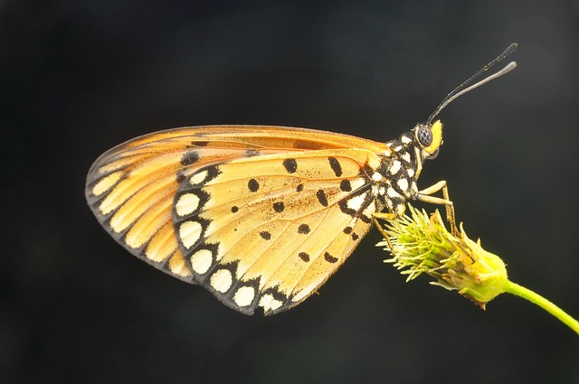 Free Butterfly Insect photo and picture