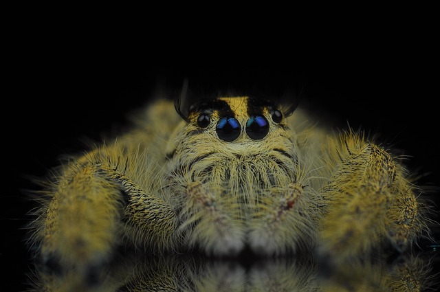 Free Jumping Spider Spider photo and picture