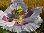 plant, poppy, opium