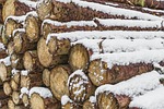 wood, wood pile, trees